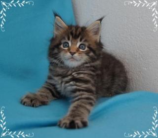 Maine Coon Babys im Wildlook