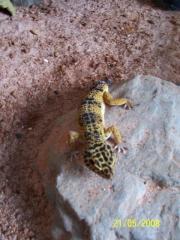 Leopardgeckos