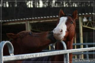 Westernreiten im Bergischen Land, Wermelskirchen in der Nähe von Köln