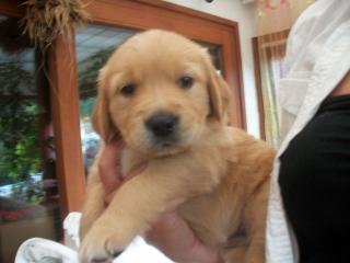 Wunderschöne goldige Goldenretrieverwelpen 500 euro