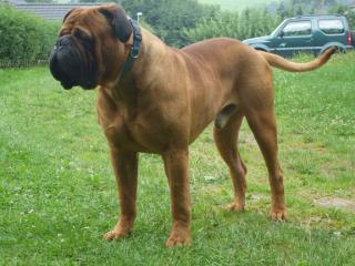 Bullmastiff Deckrüde mit Papiere