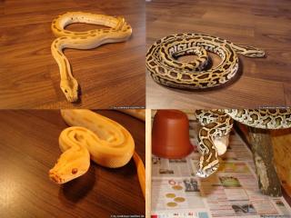 4 besondere Tigerpythons zu verkaufen