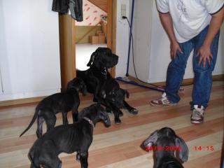 3 Wunderschöne Doggenwelpen abzugeben