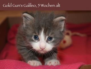 Zuckersüsse MAINE COON Kitten