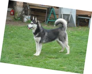 Familienfreundliche Siberian Huskywelpen reinrassig u. gesund