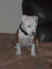 American Staffordshire Terrier Welpen