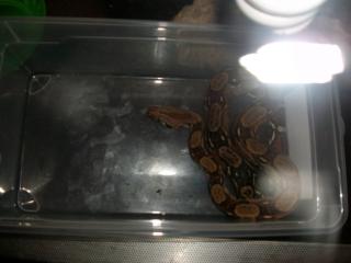 Boa Constrictor Imperator mit Terrarium