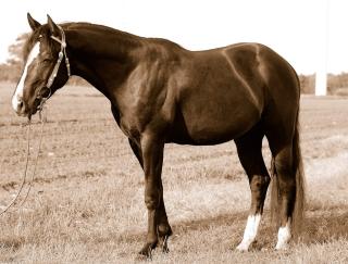 Deckanzeige Quarter Horse AQHA Frozen King Lee