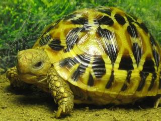 Kerngesunde STERNSCHILDKRÖTEN abzugeben