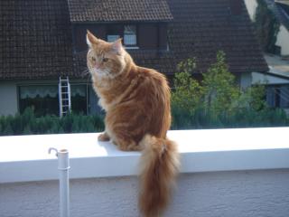 Main Coon Kater/Kastrat