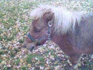 Tausche Kinderpony gegen .