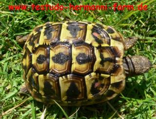 Testudo hermanni hermanni Italienische Landschildkröten Nachzucht 2021