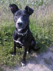 7 monate alter Pittbull Mix sucht