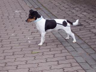 Jack Russel Terrier schwarz weiß