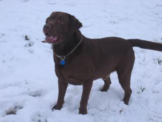 Labrador Deckrüde braun HOCHPRÄMIERT