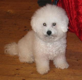 Bichon Frise Deckrüde und Welpen