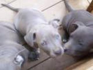 Suche PitBull welpen Blue Line man