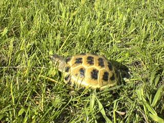 Einsame Weibliche Landschildkröte sucht Freund