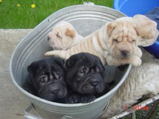 Shar-pei Welpen mit Papieren