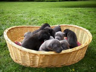 Wunderschöne Cane Corso Welpen