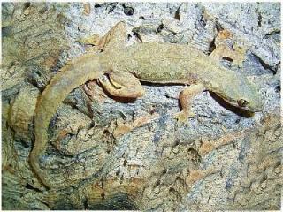 Hemidactylus frenatus / platyurus Hausgeckos