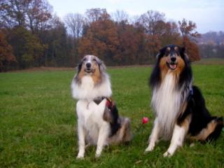 Wir bekommen Collie Welpen Collies of American Stars and Stripes