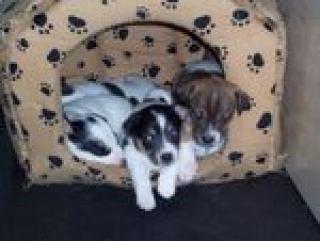 Jack Russell Terrier Welpen