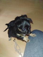 Chihuahua welpe sucht neues zuhause