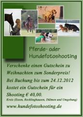 Hundefotoshooting zu Weihnachten