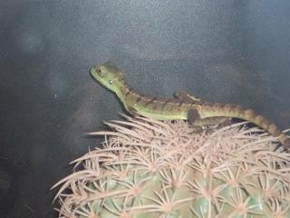 Stirnlappenbasilisk Basiliscus plumifrons