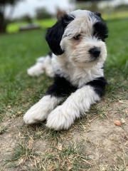 Tibet-Terrier Welpen