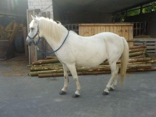 Super Pony sucht neues Zuhause