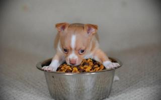 Suche chihuahua welpe