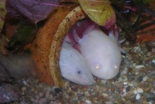 Verkaufe Axolotls