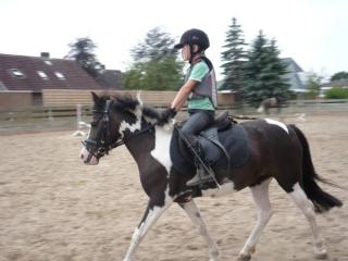 Biete Reitbeteiligung für Pony 123 cm in Oberursel / Bommersheim