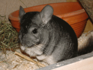 Chinchillas abzugeben