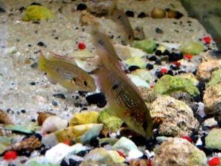 Hemichromis bimaculatus Roter Cichlide