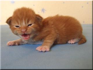 Wir haben wunderschöne Maine Coon Kitten