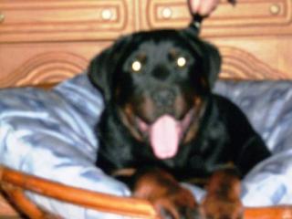 Rottweiler