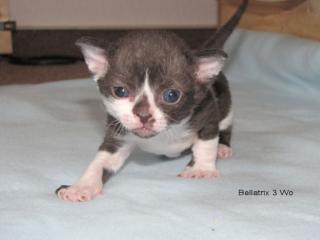 Süße German Rex Kitten suchen neues Königreich