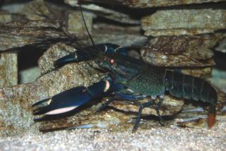 Pärchen Cherax SP. Blue Moon abzugeben