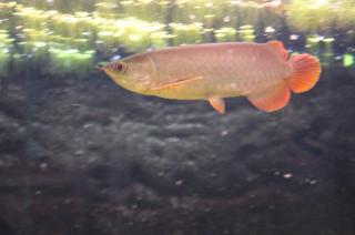 Asiatische Arowanas