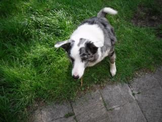 Border Collie abzugeben