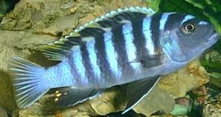 Malawi Buntbarsch cynotilapia afra aus Hobbyzucht