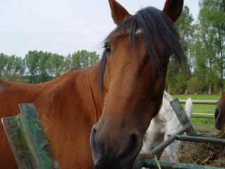 Reitbeteiligung für lieben, temperamentvollen und schicken Lusitano gesucht