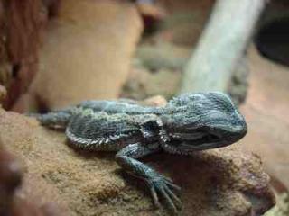 Bartagame Pogona Vitticeps ENZ vom Mai 2021