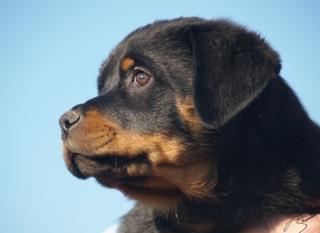 Rottweiler Welpen