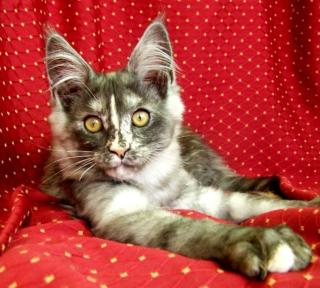 Maine Coon Kitten.