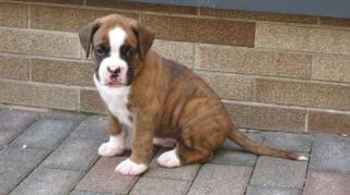 Süße Boxer - Welpen ab August bereit für ein neues zu Hause