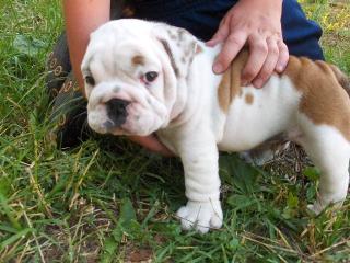 Englische Bulldogge Welpen